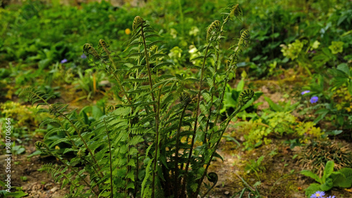 Green fern leaves, natural floral fern in forest. Natural thickets, floral abstract background. Perfect natural fern pattern. Beautiful background made with young green fern leaves. Selective focus.