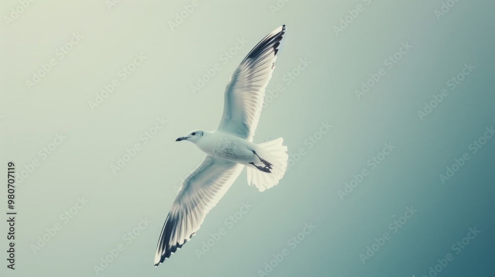 Fototapeta premium Seagull in the sky