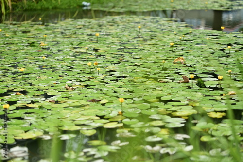 Nuphar shimadai, a unique aquatic plant native to Taiwan, flourishes in a sunny pond, but its stunning yellow flowers are at risk due to habitat destruction and conservation issues. photo