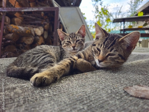 cat in the farm yard