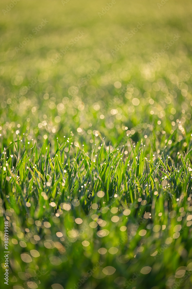 Vertical shot of green grass in water drops. Morning dew on green winter wheat leaves