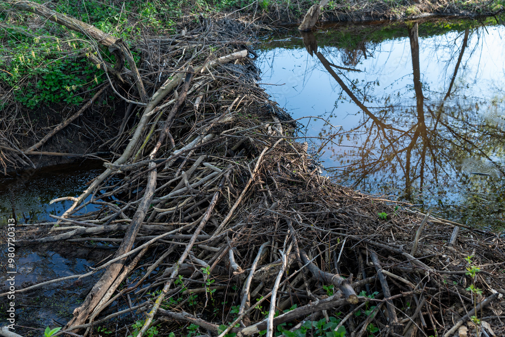 Small beaver dam built with sticks, branches and mud. Beavers rising water level in river with a dam Small beaver dam built with sticks, branches and mud. Beavers rising water level in river with a dam