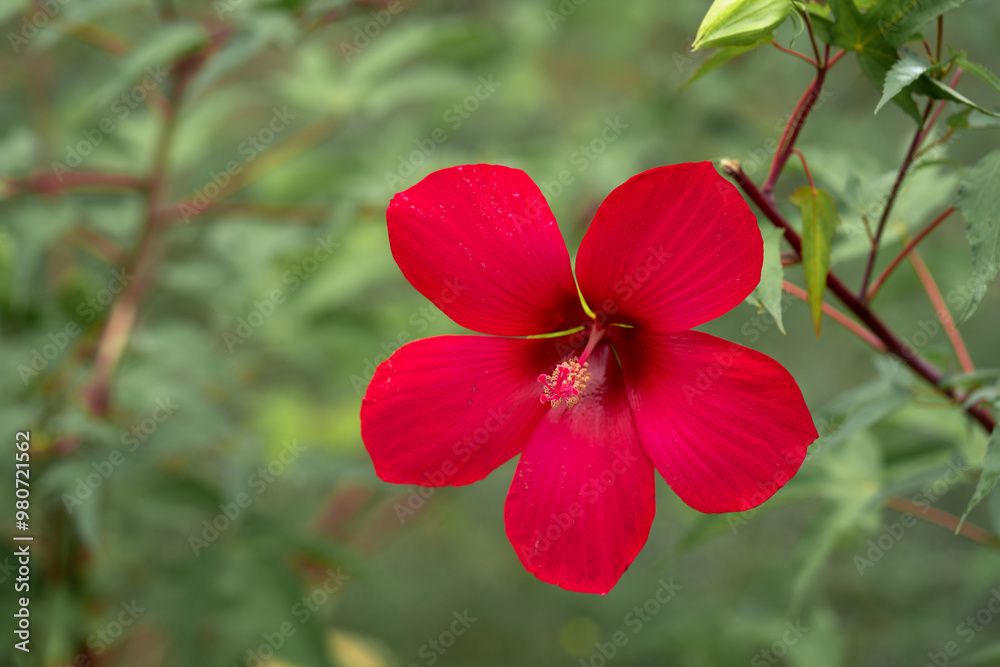 Hibiscus rosa-sinensis red closeup. A beautiful flower on a green background