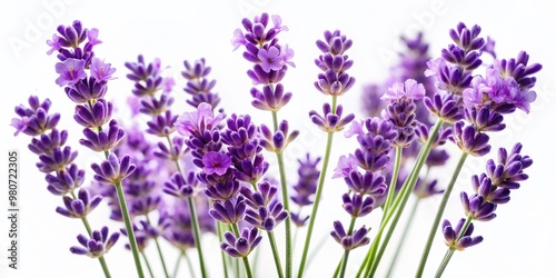 Delicate, dreamy, and vibrant purple lavender flowers bloom in soft, watery hues, isolated on a crisp white background, perfect for calming designs and gentle aesthetics.