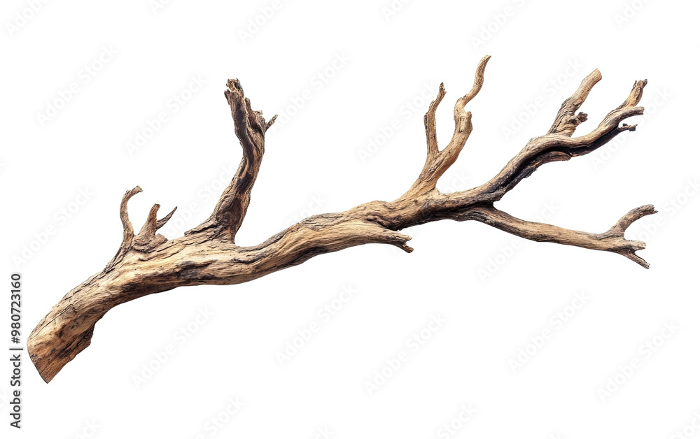 Dry tree branch isolated on white or transparent background Dry tree branch isolated on white or transparent background