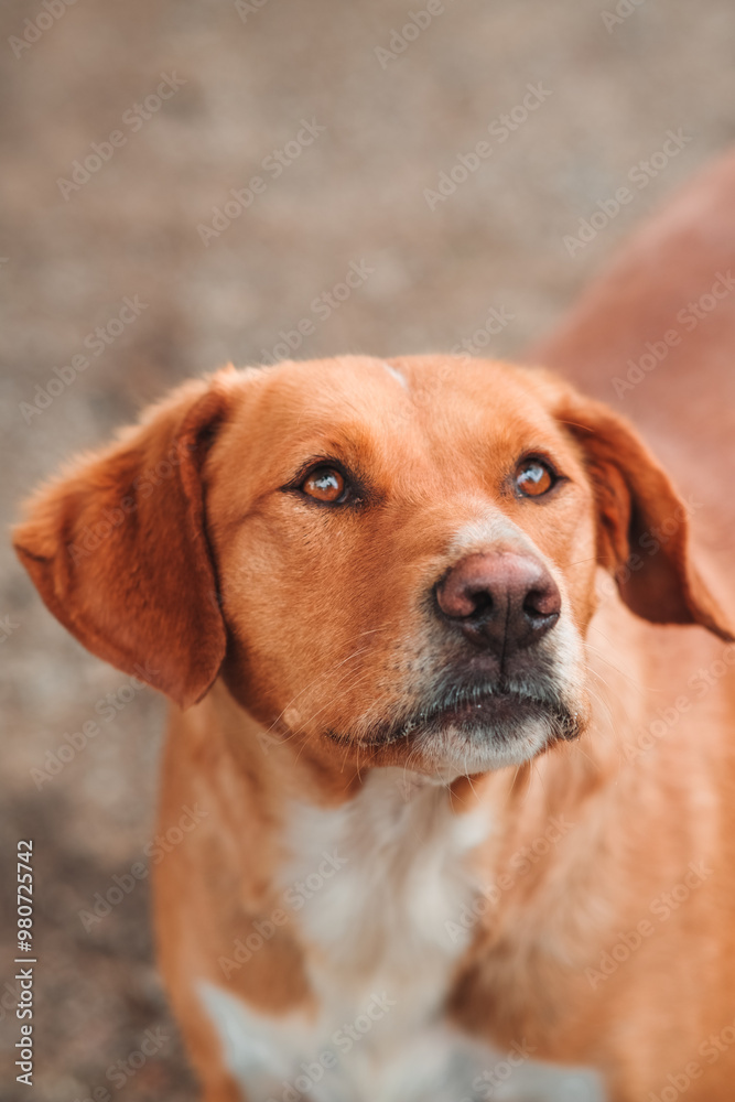 brown dog with loving brown eyes looks up (cute rescue dog in Portugal) brown dog with loving brown eyes looks up (cute rescue dog in Portugal)