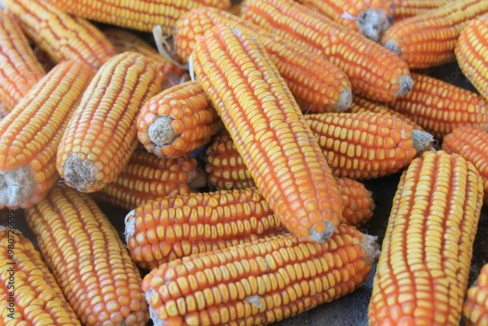 Ripe Dried Corn Cobs for Harvest and Agriculture Use Ripe Dried Corn Cobs for Harvest and Agriculture Use