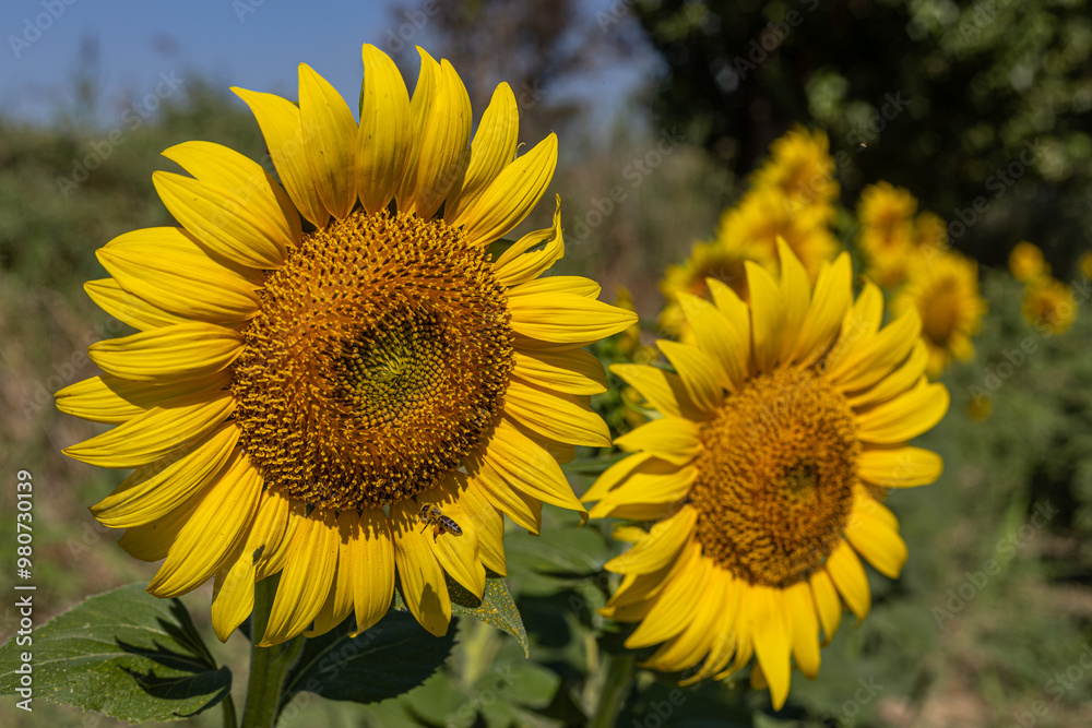Sunflowers in the field close-up, agriculture, harvest, bright, beautiful, summer, spring, nature, village, yellow