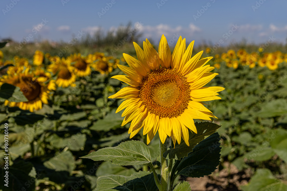 Sunflowers in the field close-up, agriculture, harvest, bright, beautiful, summer, spring, nature, village, yellow