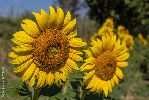 Obraz na płótnie Sunflowers in the field close-up, agriculture, harvest, bright, beautiful, summer, spring, nature, village, yellow w salonie