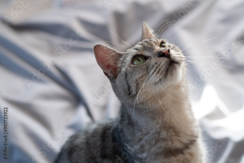 見上げる可愛い飼いネコ　サバトラ猫 photo