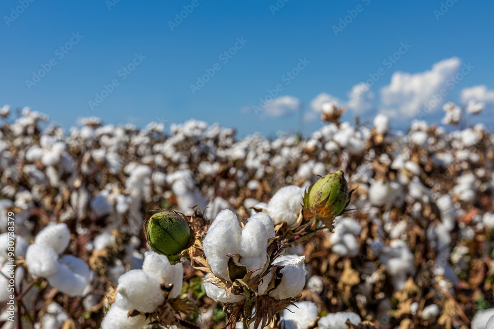 cotton field with white cotton buds.Cotton fields ready for harvest in Izmir - Menemen plain