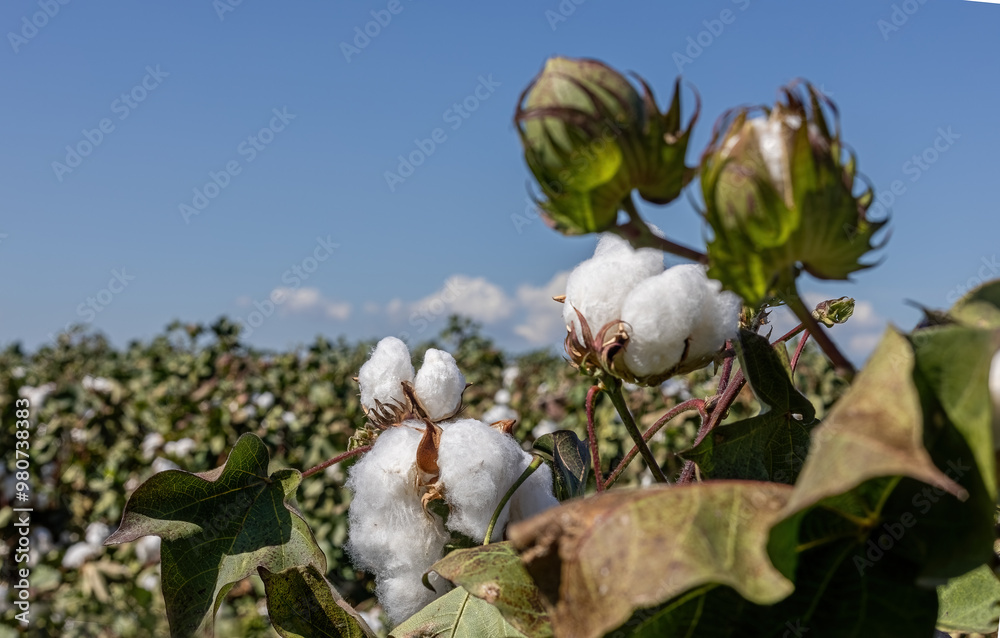 cotton field with white cotton buds