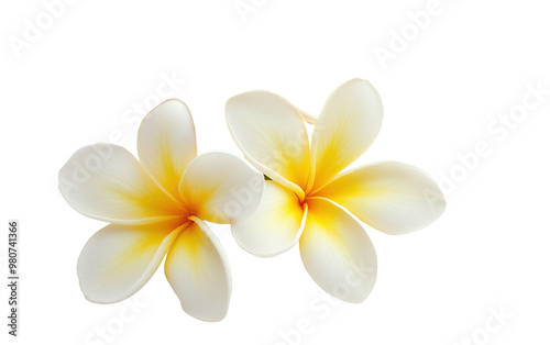 Frangipani flower isolated on white or transparent background