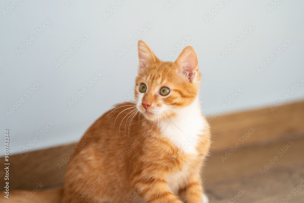 Ginger tabby little kitten look away sitting on the floor. Animal portrait. Pet. Sitting posing. Beautiful funny kitten Ginger tabby little kitten look away sitting on the floor. Animal portrait. Pet. Sitting posing. Beautiful funny kitten