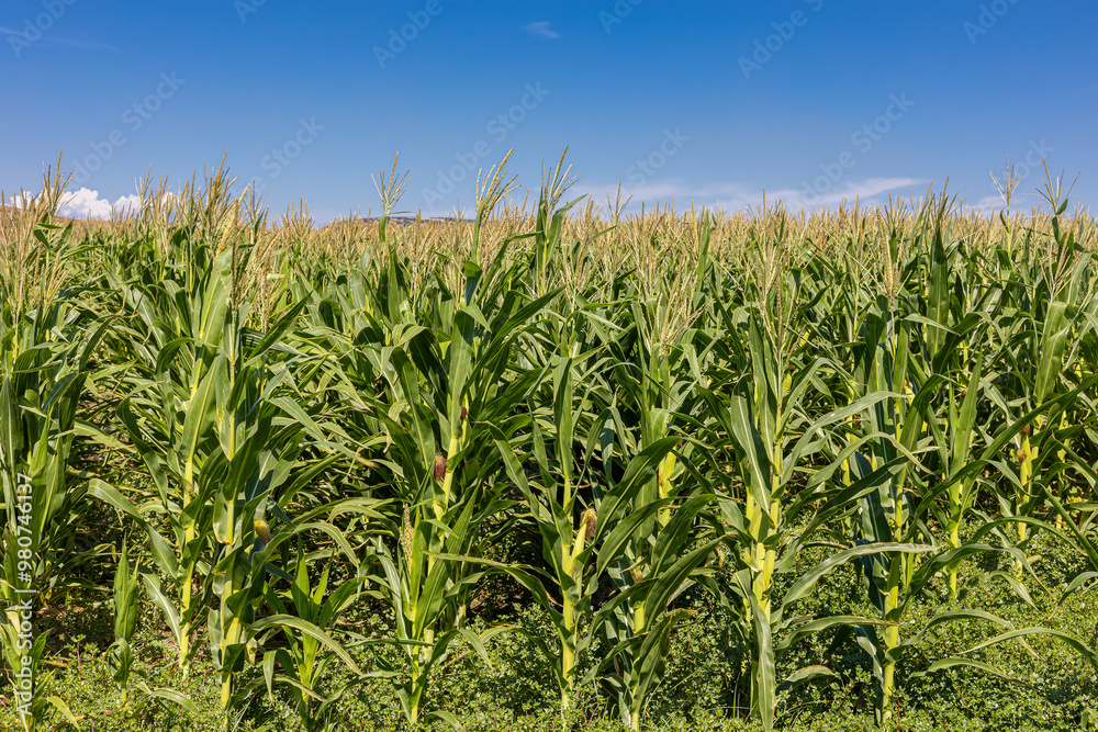 Corn plants in the farm field in summer.young corn cobs and green leaves on a field background close-up. Corn farm. A selective focus picture of corn cob in organic corn field.