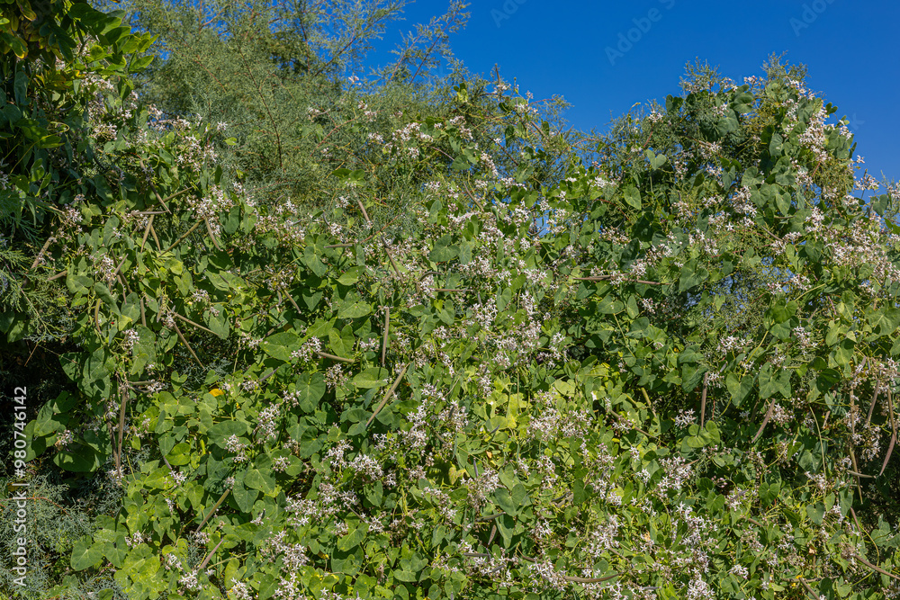 Cynanchum acutum (Bacırgan). The trunks are delicate, cylindrical, twisted and forked; can grow up to 3 m tall.