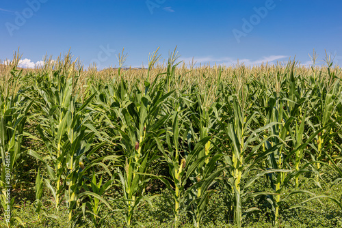 Obraz na płótnie Corn plants in the farm field in summer.young corn cobs and green leaves on a field background close-up. Corn farm. A selective focus picture of corn cob in organic corn field. w salonie