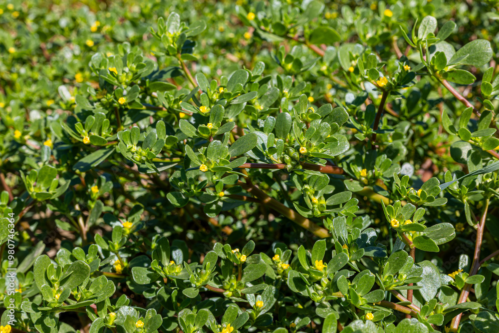 A plant called segan or purslane (Portulaca oleracea). Leaves of common purslane Portulaca oleracea. purslane salad