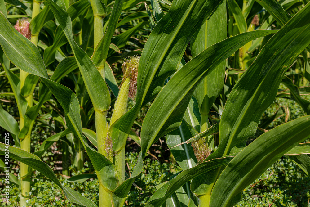 Corn plants in the farm field in summer.young corn cobs and green leaves on a field background close-up. Corn farm. A selective focus picture of corn cob in organic corn field.