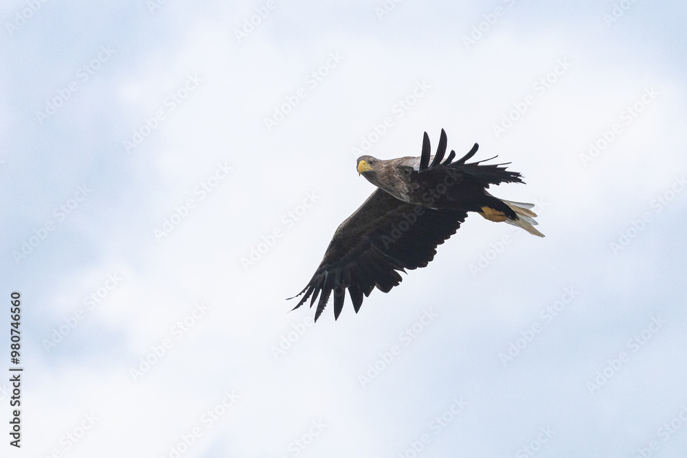 The White tailed Eagle in his natural habitat. The White tailed Eagle in his natural habitat.