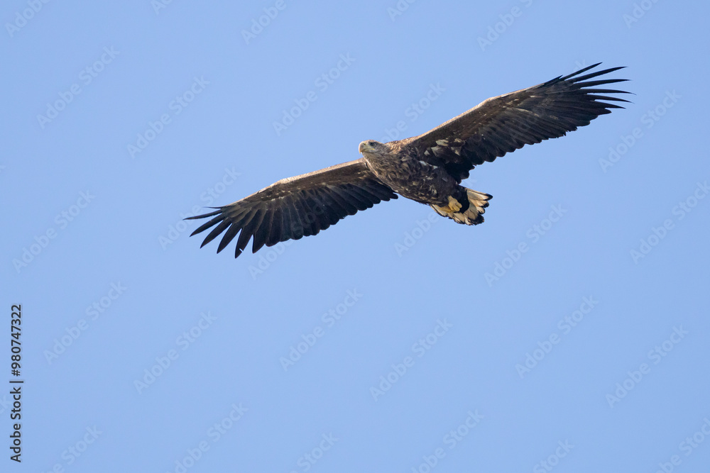 Naklejka premium The White tailed Eagle in his natural habitat.