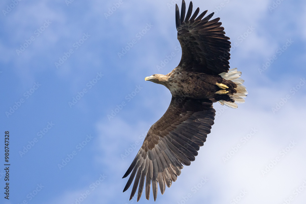 Obraz premium The White tailed Eagle in his natural habitat.