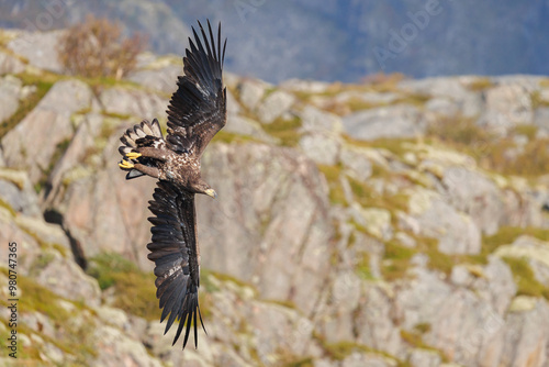 The White tailed Eagle in his natural habitat.