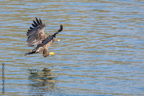 The White tailed Eagle in his natural habitat.