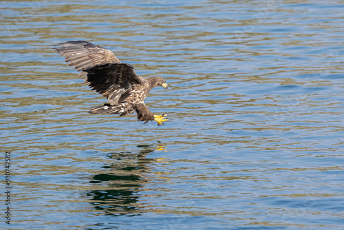 The White tailed Eagle in his natural habitat.