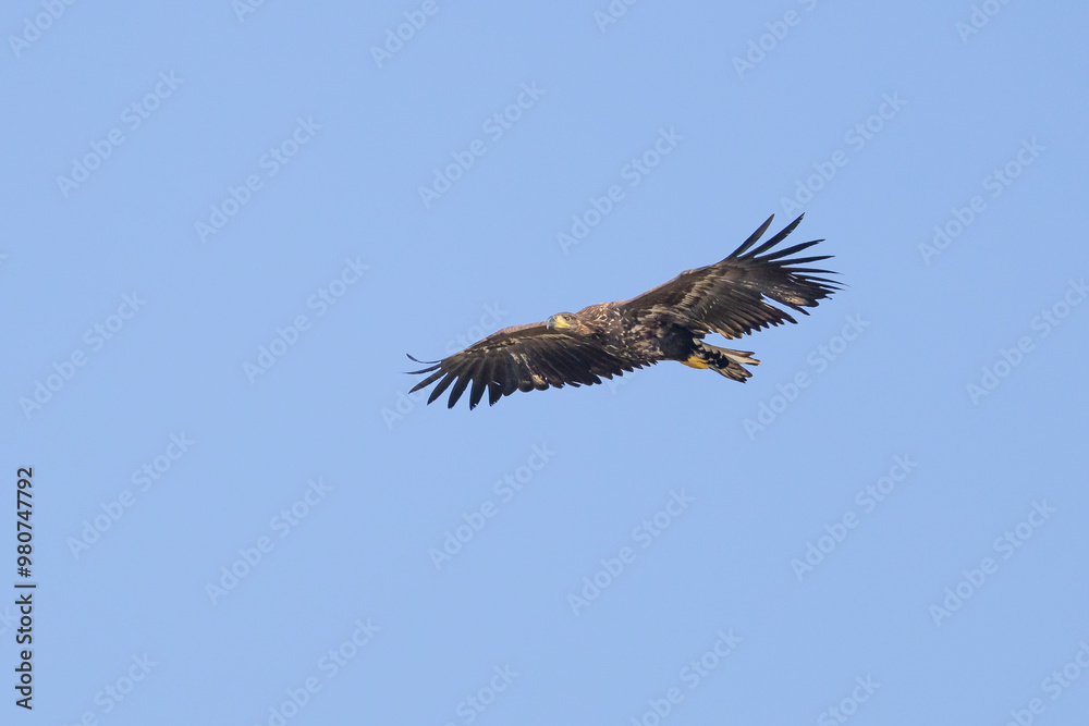 The White tailed Eagle in his natural habitat. The White tailed Eagle in his natural habitat.