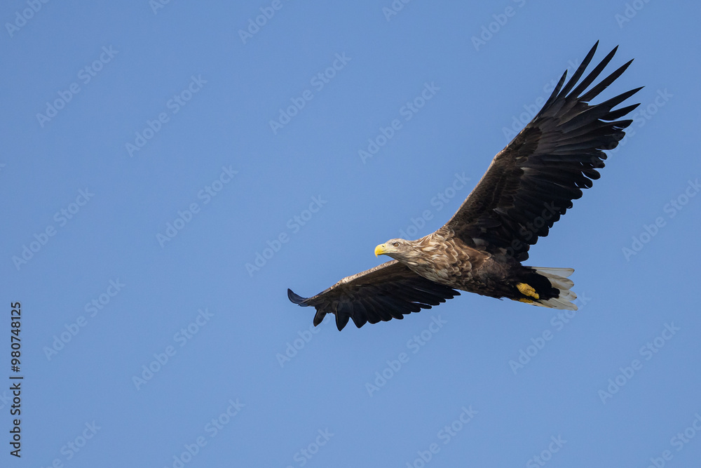 Naklejka premium The White tailed Eagle in his natural habitat.