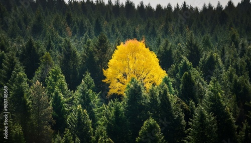 vibrant yellow tree stands out amidst a forest of dark green trees,