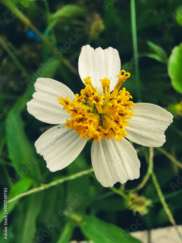 white daisy flower