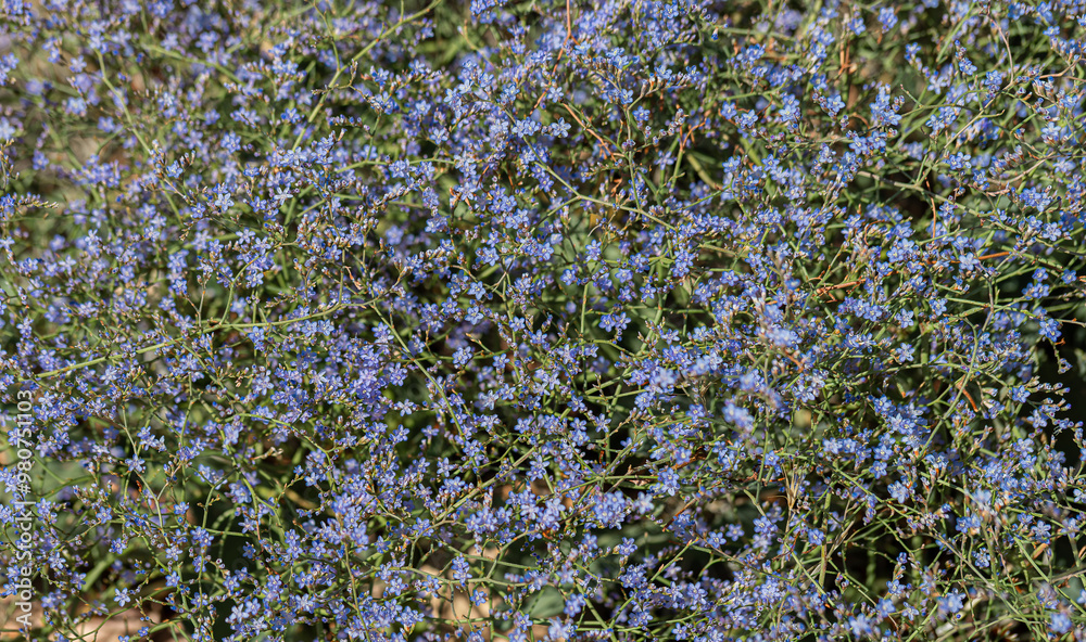 Sea lavender flowers gentle wildflowers Kermek broadleaf. Beautiful tiny violet lavender flowerets against stream water. Sunshine on summer meadow