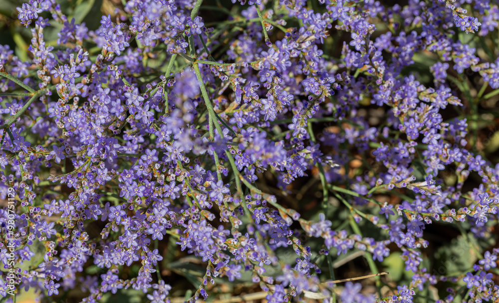 Sea lavender flowers gentle wildflowers Kermek broadleaf. Beautiful tiny violet lavender flowerets against stream water. Sunshine on summer meadow