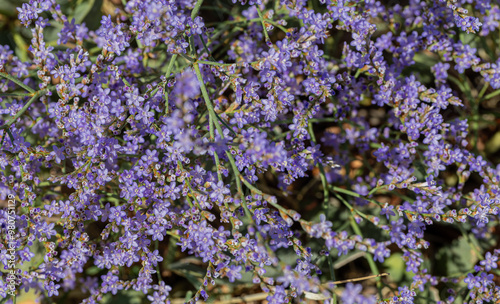 Obraz na płótnie Sea lavender flowers gentle wildflowers Kermek broadleaf. Beautiful tiny violet lavender flowerets against stream water. Sunshine on summer meadow w salonie