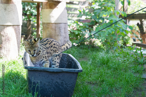 Serval Katze spielt im Wasserbehälter photo