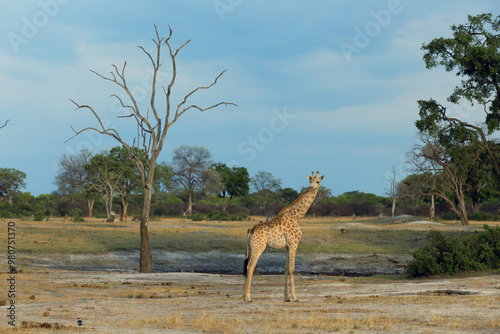 Giraffe standing gracefully in Hwange National Park, Zimbabwe, surrounded by sparse trees and dry grass under a clear sky photo