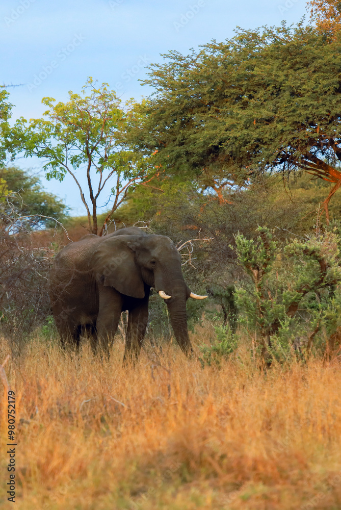 Obraz premium An elephant forages in the tall grasses of Hwange National Park, Zimbabwe during the late afternoon light