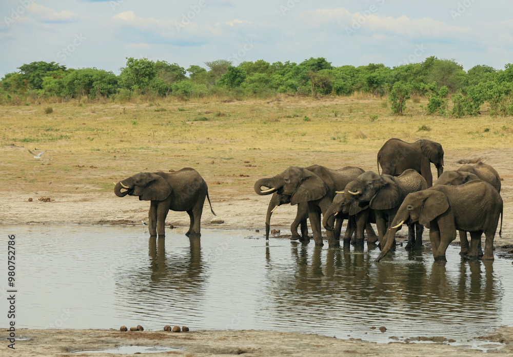 Obraz premium A herd of elephants gathers at a watering hole in Hwange National Park, Zimbabwe, enjoying a refreshing drink in the afternoon sun