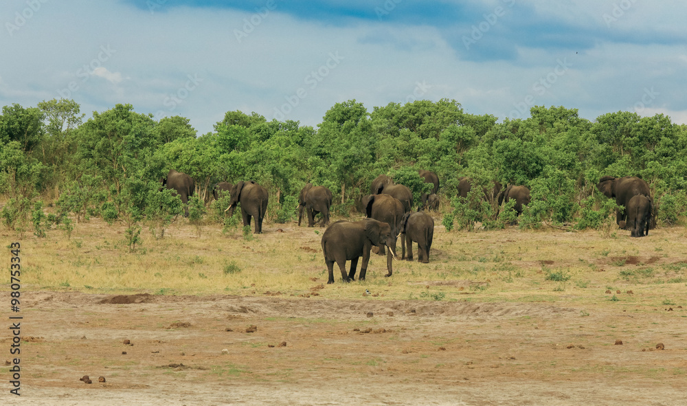 Elephants grazing in Hwange National Park, Zimbabwe during a sunny afternoon in the wild landscape Elephants grazing in Hwange National Park, Zimbabwe during a sunny afternoon in the wild landscape