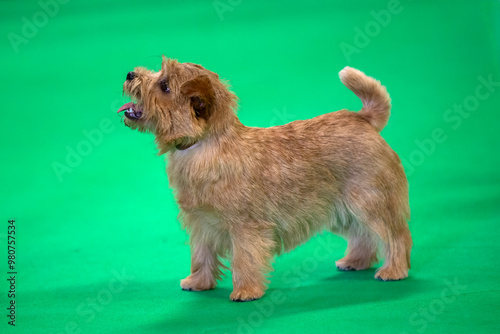 Norfolk Terrier dog standing on a green background