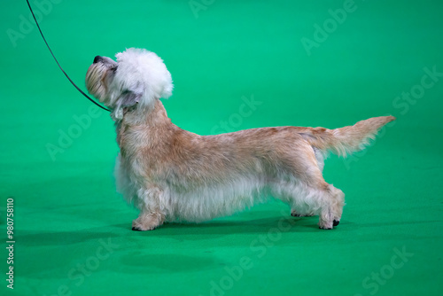 Dandie Dinmont terrier standing on a green carpet at a dog show