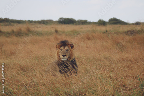 lion in the grass in the masai mara photo