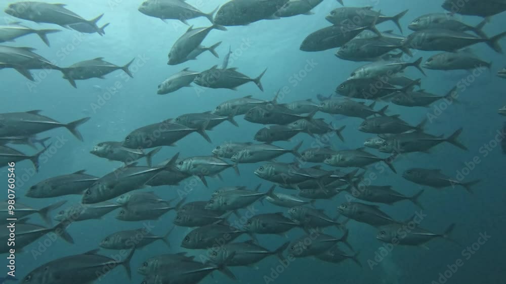 schooling of jackfish at shadow reef, raja ampat schooling of jackfish at shadow reef, raja ampat