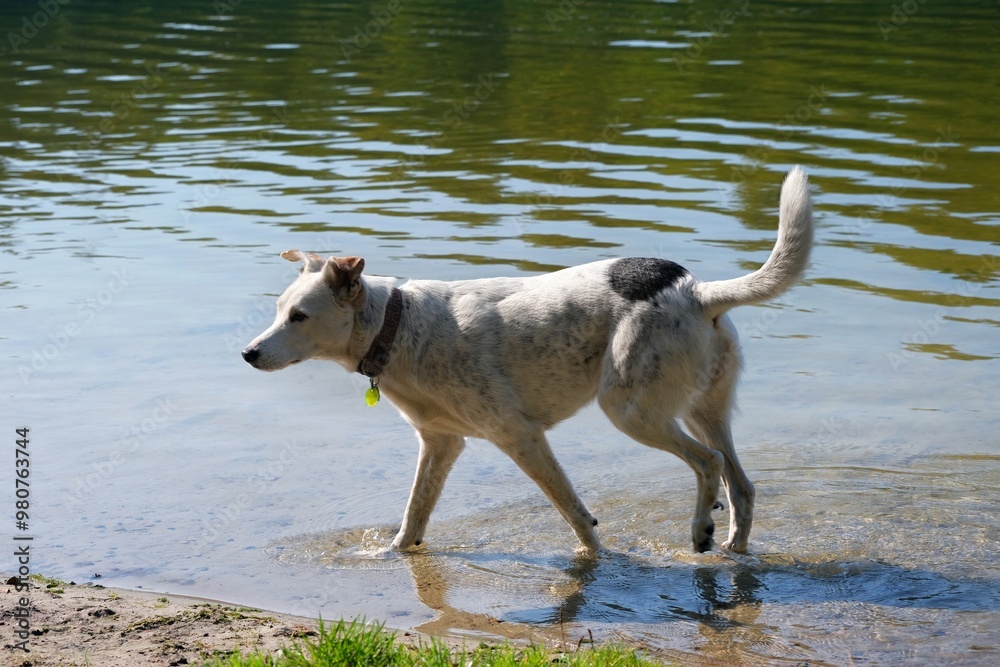 Fototapeta premium Dog standing on coast of lake.