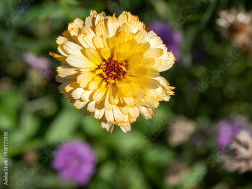 Close up of an yellow calendula flower, in a garden boarder in summer