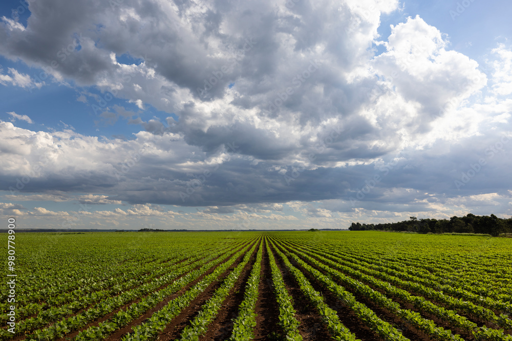 Young green bean plants and clouds Young green bean plants and clouds