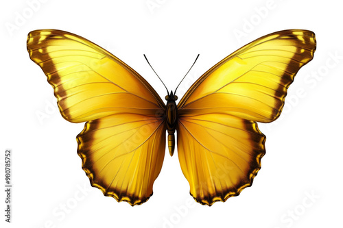 Yellow butterfly close-up on transparent background